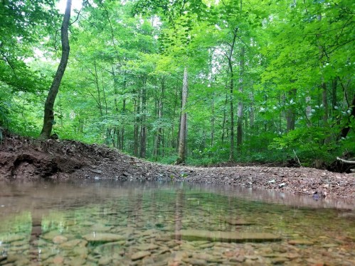 A serene forest scene with a shallow stream reflecting greenery and trees in a peaceful natural setting.