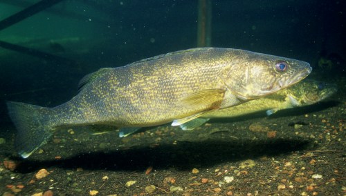 A walleye fish swimming underwater, showcasing its elongated body and distinct coloration against a rocky bottom.