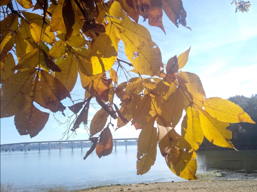 Golden autumn leaves frame a serene river scene with a bridge in the background under a clear blue sky.