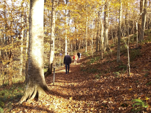 A group of people walking along a leaf-covered trail in a forest with autumn foliage.