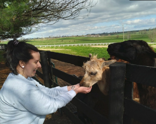A person feeding a brown calf at a farm, with green fields and a cloudy sky in the background.