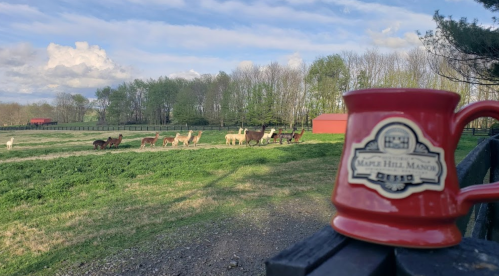 A red mug sits on a fence, with a field of llamas grazing in the background under a blue sky.