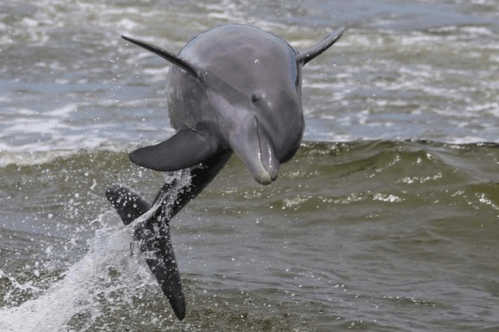 A dolphin leaps out of the water, creating a splash against a backdrop of waves.