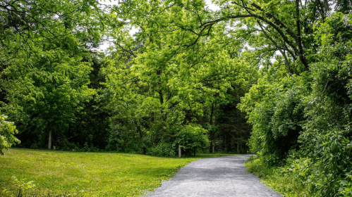 A winding gravel path through a lush green forest with dense trees and foliage on either side.