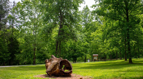 A large, weathered log lies on green grass, surrounded by lush trees in a serene park setting.