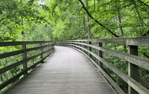 A winding wooden path through lush green trees in a serene forest setting.