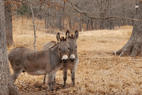 Two donkeys stand close together in a grassy, autumn landscape with bare trees in the background.