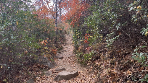 A rocky path winds through a forest with autumn foliage, featuring vibrant red and orange leaves among green shrubs.