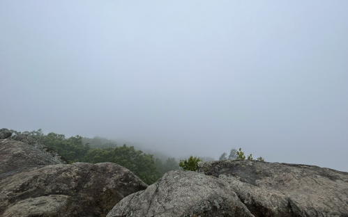A rocky landscape shrouded in thick fog, with trees partially visible in the distance.