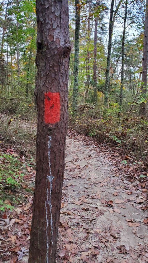 A tree marked with a red rectangle and white line, beside a dirt path in a wooded area with autumn foliage.
