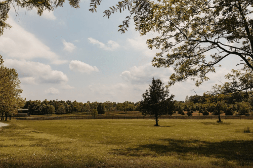A serene landscape featuring a grassy field, trees, and a cloudy sky in the background.