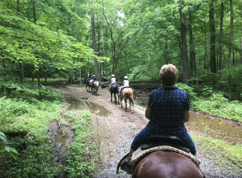 A group of people on horseback riding through a lush, green forest trail.