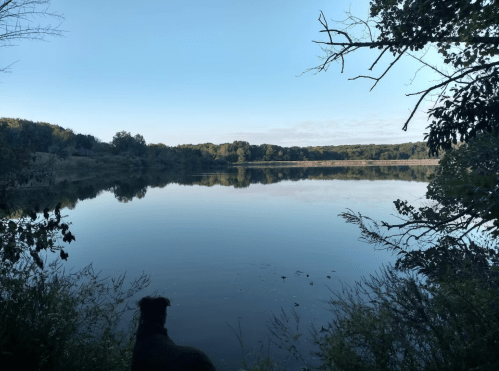 A serene lake reflects the sky, surrounded by trees, with a dog standing at the water's edge.