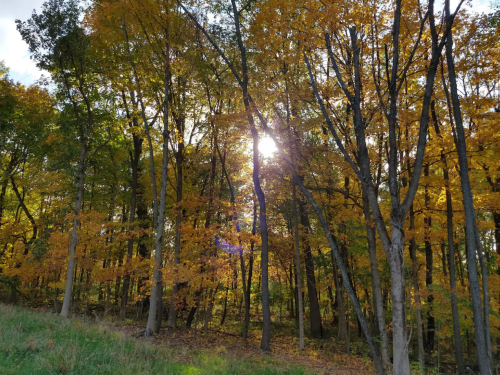 Sunlight filters through vibrant autumn trees, casting a warm glow in a serene forest setting.