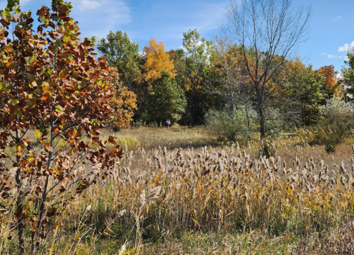 A scenic landscape featuring autumn foliage, tall grasses, and trees under a clear blue sky.