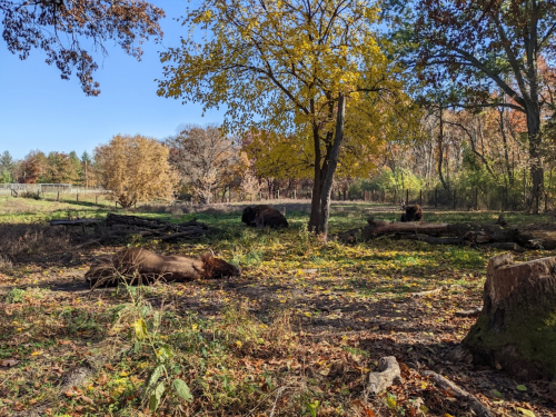 A serene autumn scene with trees, fallen leaves, and bison resting in a grassy area under a clear blue sky.