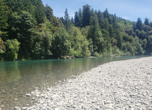 A serene riverbank with clear water, surrounded by lush green trees and a rocky shore under a blue sky.
