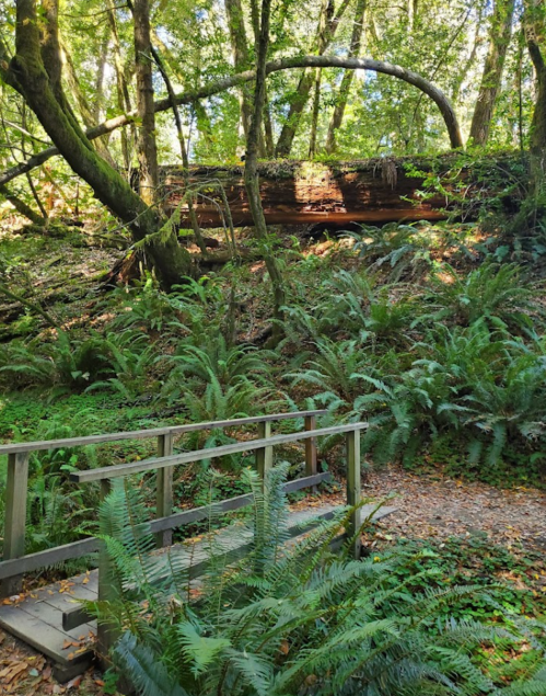 A serene forest scene with lush ferns, a wooden bridge, and a fallen tree covered in moss.