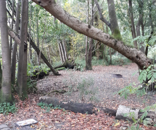 A serene forest scene with trees, fallen leaves, and a path leading into the greenery.