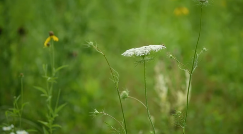 A close-up of delicate white flowers among lush green foliage, with a hint of yellow flowers in the background.