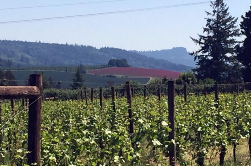 A scenic vineyard with rows of grapevines, rolling hills, and distant mountains under a clear blue sky.