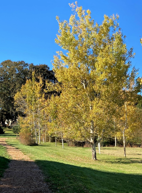 A sunny path lined with trees displaying vibrant yellow leaves in a park setting.