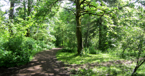 A sunlit forest path surrounded by lush greenery and trees, creating a serene and inviting atmosphere.