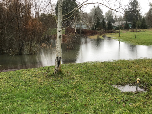 A flooded grassy area with a tree and a pond, surrounded by bare trees and overcast skies.