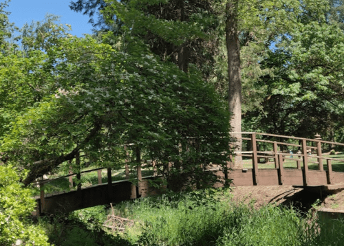 A wooden bridge arches over a small stream, surrounded by lush green trees and foliage in a sunny park.