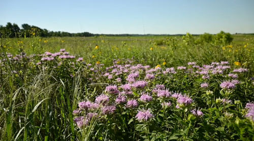 A vibrant field of purple flowers surrounded by tall grasses under a clear blue sky.