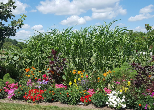 A vibrant flower garden in front of tall green corn plants under a blue sky with fluffy clouds.