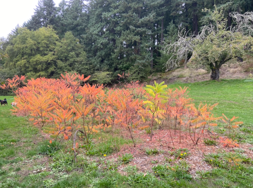A cluster of small trees with vibrant orange and yellow leaves in a grassy area, surrounded by tall green trees.