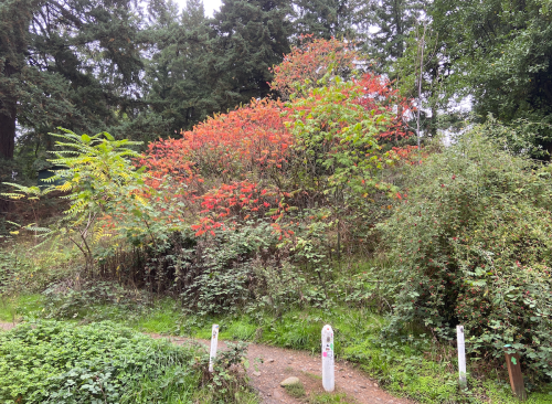A vibrant patch of red and green foliage among trees, with a winding path in a lush, natural setting.