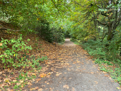 A winding path through a forest, lined with trees and covered in colorful autumn leaves.