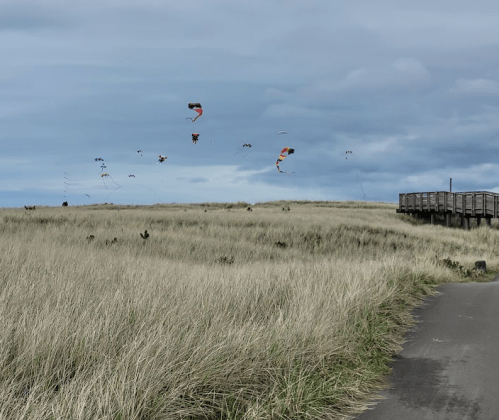 Colorful kites flying over tall grass, with a wooden boardwalk in the background under a cloudy sky.