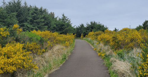 A winding path through lush greenery and yellow flowers under a cloudy sky.