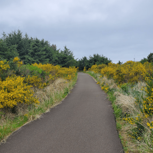 A winding path through lush greenery and yellow flowers under a cloudy sky.