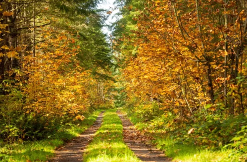 A serene forest path lined with vibrant autumn foliage and greenery, inviting exploration through nature.