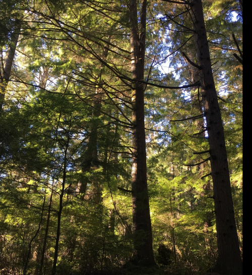 Tall trees with sunlight filtering through the leaves in a lush forest setting.