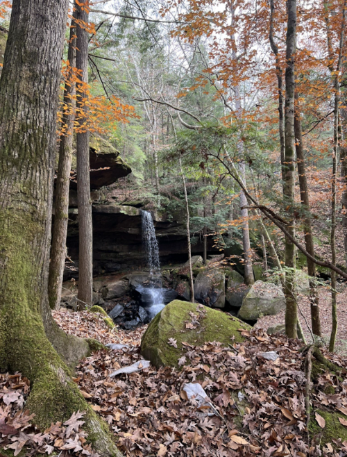 A serene forest scene with a small waterfall cascading over rocks, surrounded by autumn foliage and fallen leaves.