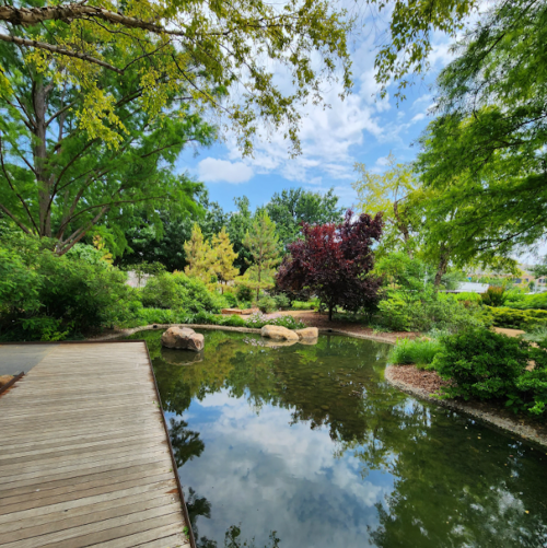 A serene garden scene with a wooden walkway, a calm pond reflecting trees and a blue sky, surrounded by lush greenery.