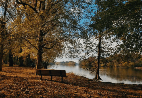 A serene riverside scene with a bench surrounded by autumn trees and fallen leaves under a clear blue sky.