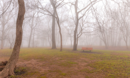 A foggy park scene with bare trees and a solitary bench on a grassy area.
