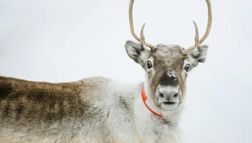 A close-up of a reindeer with antlers, wearing an orange collar, against a snowy white background.