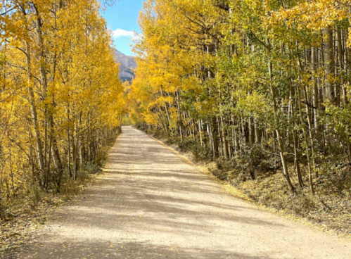 A dirt road lined with vibrant yellow and green trees under a clear blue sky.