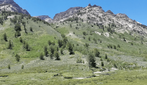 Lush green hillside with scattered trees and rocky mountains under a clear blue sky.