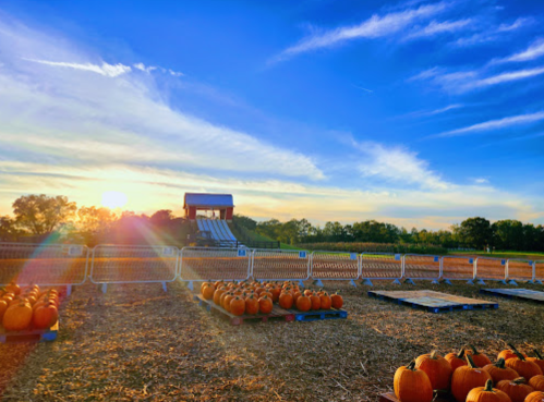 A pumpkin patch at sunset, with pumpkins arranged in rows and a slide in the background under a colorful sky.