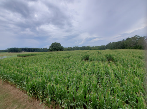 A vast cornfield under a cloudy sky, with green plants stretching towards the horizon.