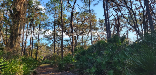 A serene forest path surrounded by tall trees and lush green underbrush under a clear blue sky.