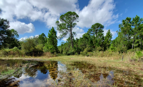 A serene landscape featuring a pond reflecting trees and a blue sky with fluffy clouds, surrounded by lush greenery.